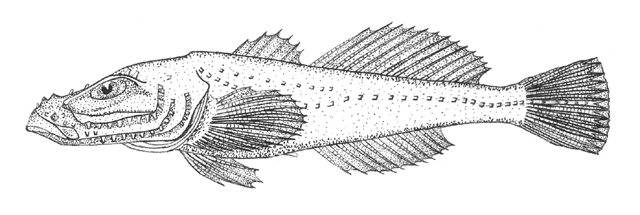 Neocottus werestschagini