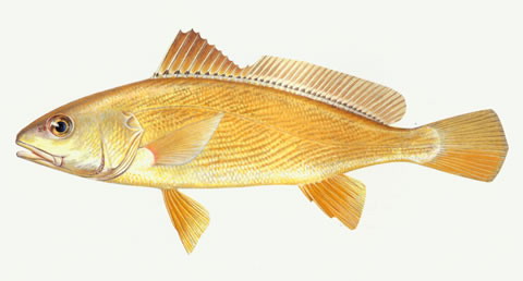 Nibea albiflora