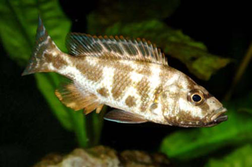 Nimbochromis livingstonii