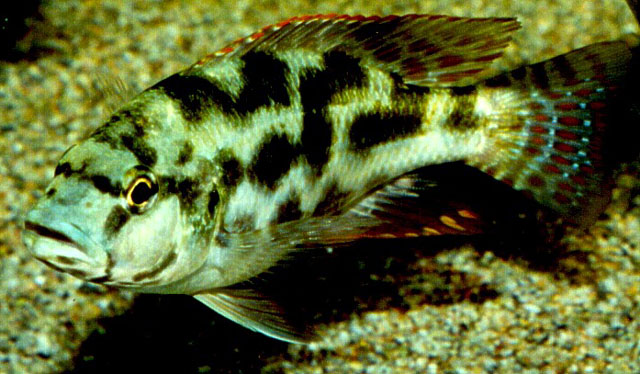 Nimbochromis polystigma