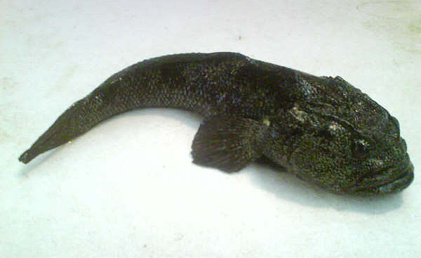 Notothenia angustata