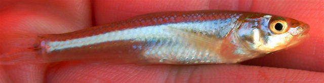 Alburnops bairdi