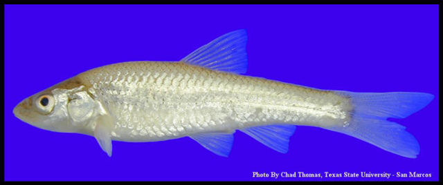 Alburnops buccula