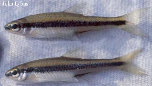 Alburnops chalybaeus
