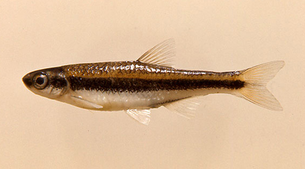 Pteronotropis cummingsae