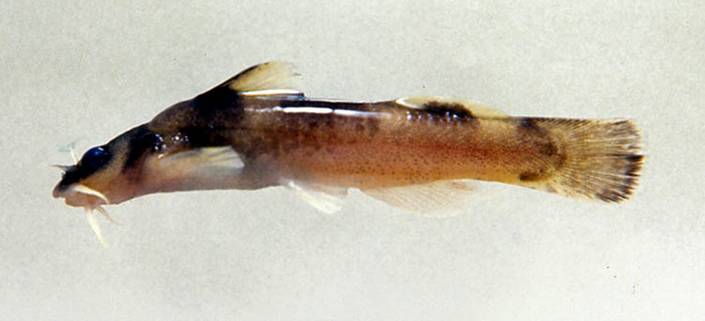 Noturus elegans