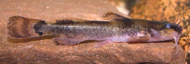 Noturus eleutherus