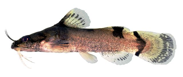 Noturus flavipinnis