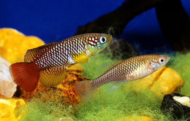 Nothobranchius foerschi