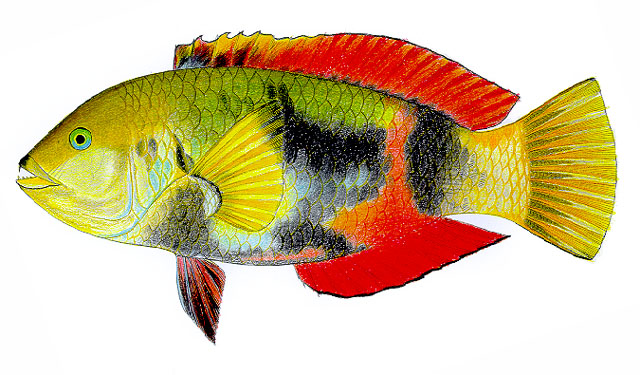 Notolabrus gymnogenis