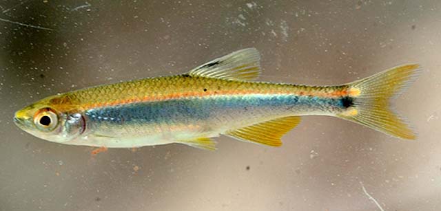 Pteronotropis hypselopterus