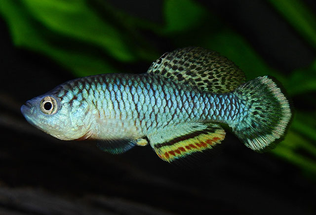 Nothobranchius katemomandai