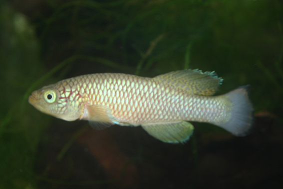 Nothobranchius lucius