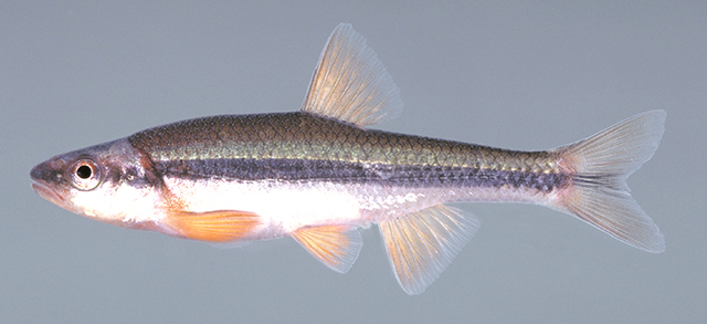 Hydrophlox lutipinnis
