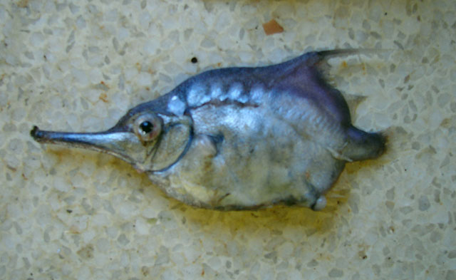 Notopogon macrosolen