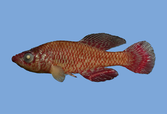 Nomar_m1.jpg