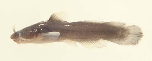 Noturus nocturnus