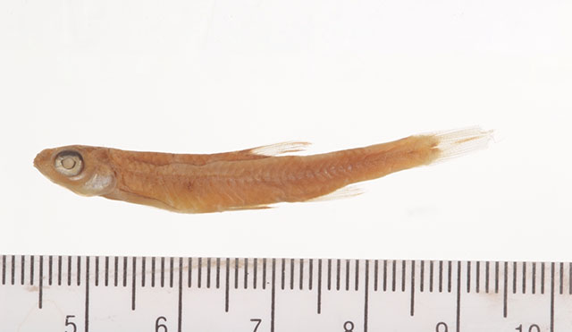 Paranotropis ozarcanus