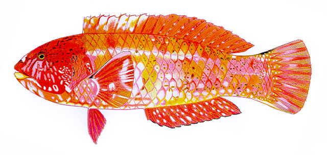 Notolabrus parilus