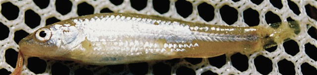 Alburnops potteri