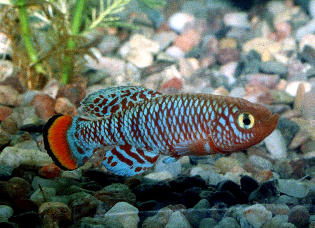 Nothobranchius rachovii