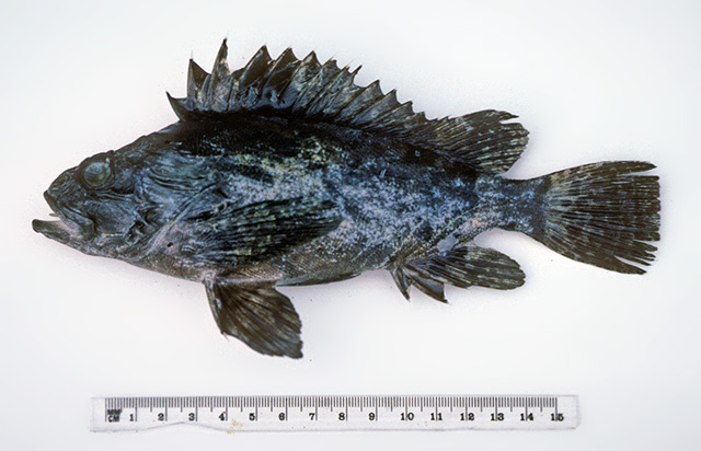 Notesthes robusta
