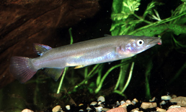 Nomorhamphus sanussii