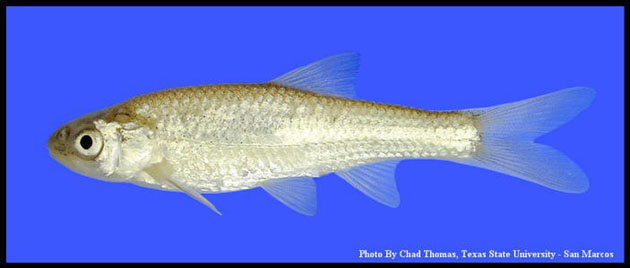 Alburnops simus