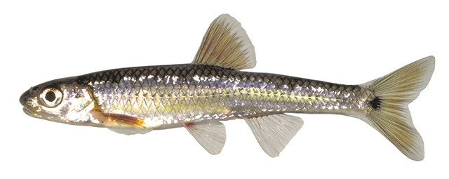 Paranotropis spectrunculus