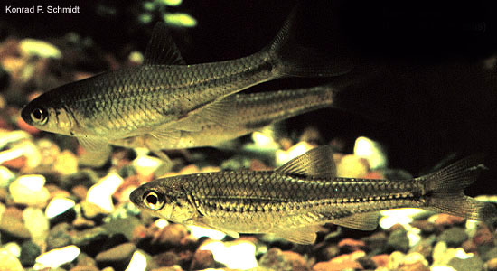 Miniellus stramineus