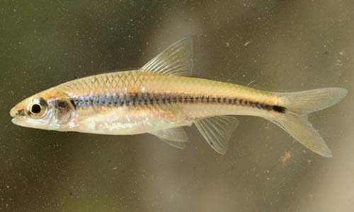 Alburnops texanus