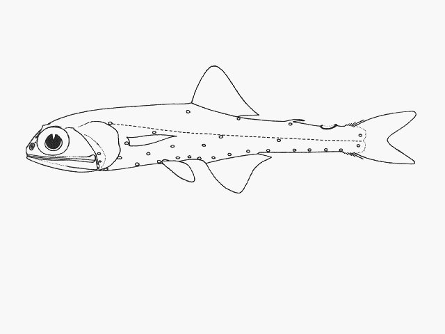 Notolychnus valdiviae