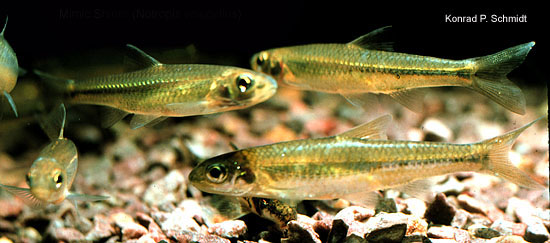 Paranotropis volucellus