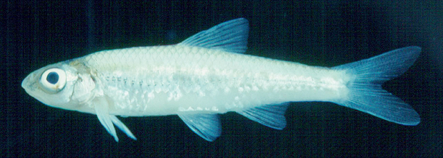 Paranotropis wickliffi