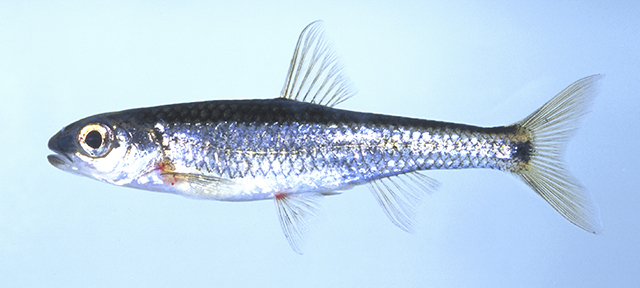 Alburnops xaenocephalus