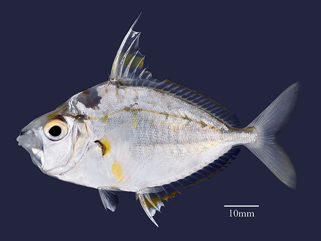 Nuchequula longicornis