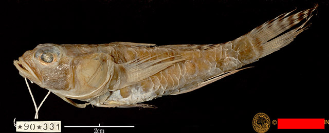 Obliquogobius cometes