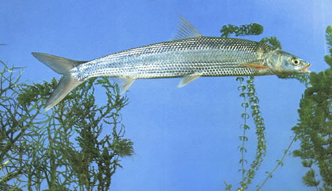 Ocelo_u0.jpg