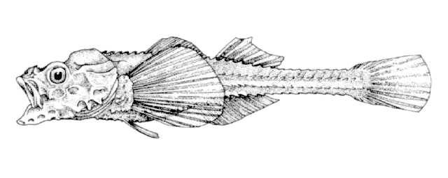 Stellerina xyosterna