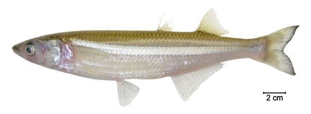Odontesthes humensis