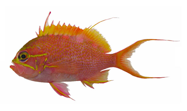 Odontanthias randalli