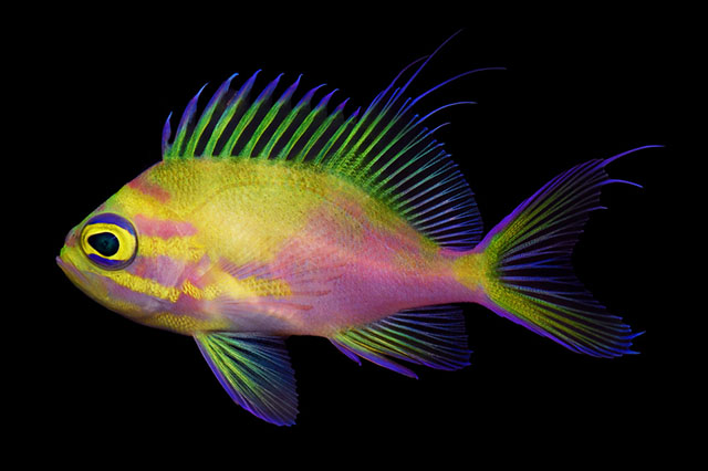 Odontanthias wassi