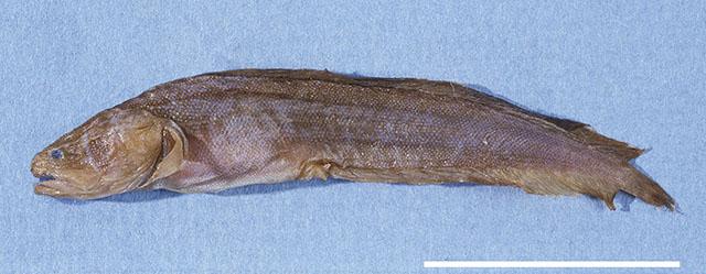 Ogilbia davidsmithi