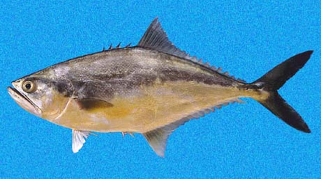 Oligoplites altus