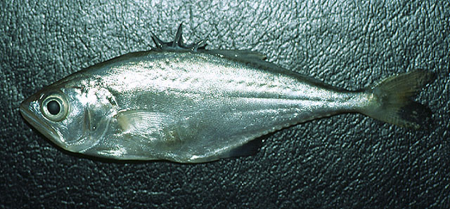 Oligoplites palometa