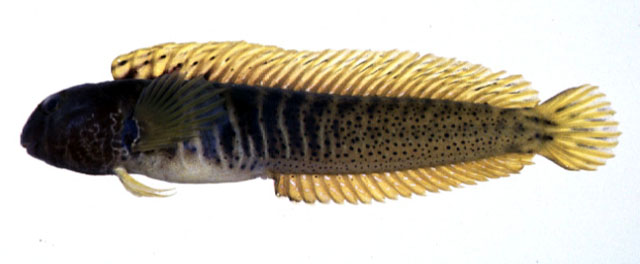 Omobranchus elegans