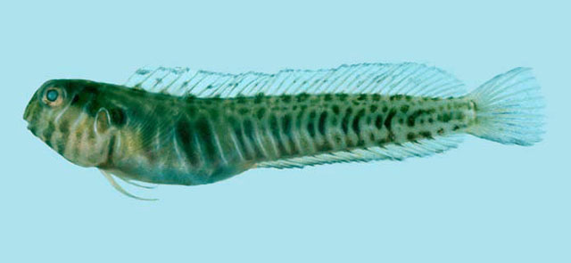 Omobranchus germaini