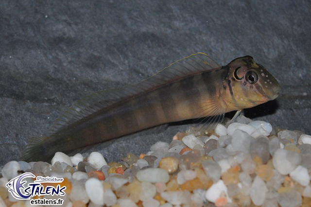 Omobranchus smithi