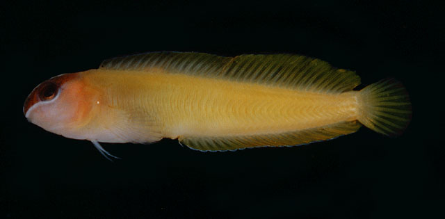 Oman ypsilon