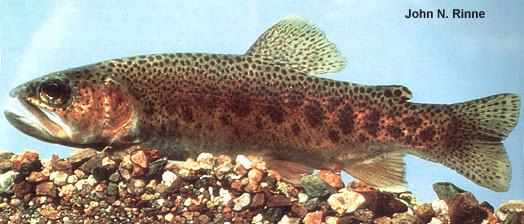 Oncorhynchus gilae